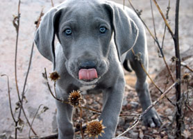 Puppy photos on canvas