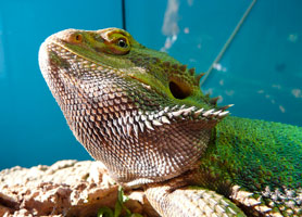 Lizard photos on canvas