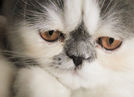 Cat photos on canvas