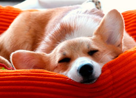 Dogo photos on canvas